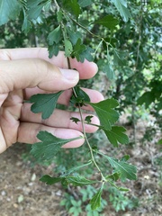 Crataegus spathulata