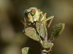 Scorpiurus aramoana