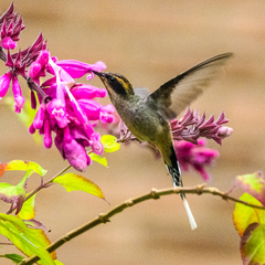Phaethornis eurynome