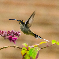 Phaethornis eurynome