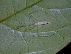 Leptopholcus borneensis