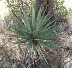 Yucca schottii