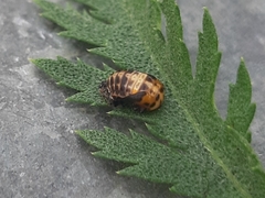 Hippodamia variegata
