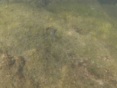 Halichoeres chierchiae