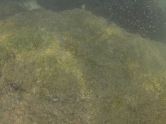 Halichoeres chierchiae