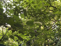 Mallotus paniculatus