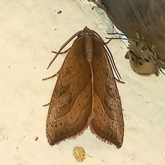 Galgula