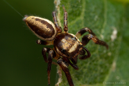 Bronze Jumping Spider