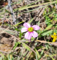 Cosmos bipinnatus