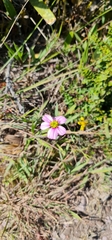 Cosmos bipinnatus
