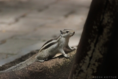 Funambulus pennantii