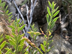 Acacia purpureapetala