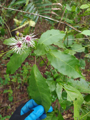Capparidastrum frondosum