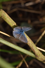 Polyommatus celina
