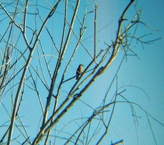 Pyrocephalus rubinus