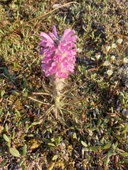 Pedicularis alopecuroides