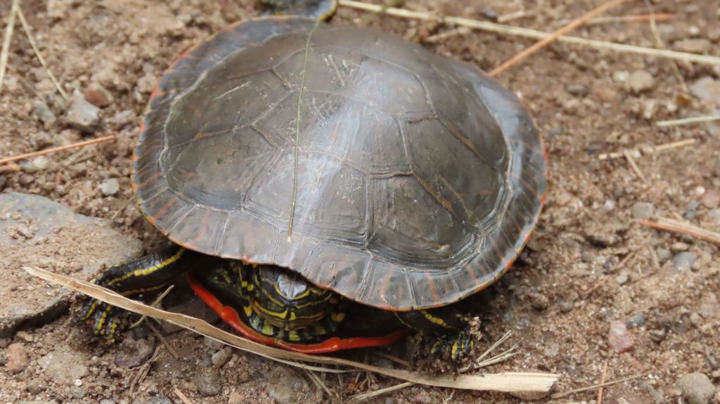 Painted Turtle from Iron, Wisconsin, United States on June 27, 2021 at ...