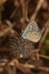 Polyommatus celina