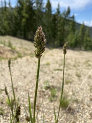 Phleum alpinum