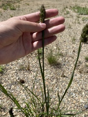 Phleum alpinum