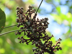 Macaranga bancana