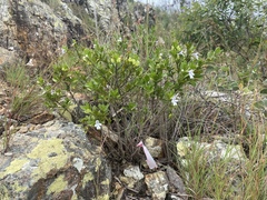 Prostanthera clotteniana