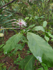 Capparidastrum frondosum