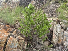 Prostanthera clotteniana