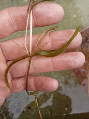 Potamogeton × angustifolius