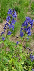 Delphinium barbeyi