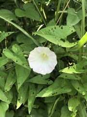 Calystegia silvatica fraterniflora