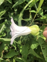Calystegia silvatica fraterniflora