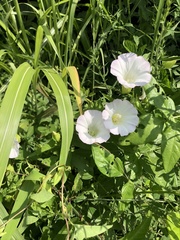 Calystegia silvatica fraterniflora