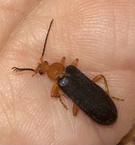 Fan-shaped Fire-colored Beetle photo 4