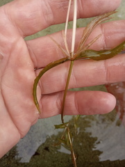 Potamogeton × angustifolius