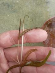 Potamogeton × angustifolius