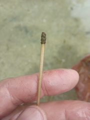 Potamogeton × angustifolius