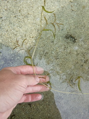 Potamogeton × angustifolius