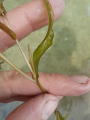 Potamogeton × angustifolius
