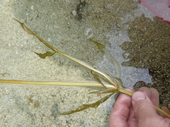 Potamogeton × angustifolius