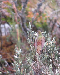 Chalcostigma heteropogon
