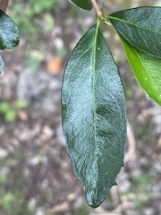 Graptophyllum excelsum