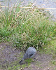 Geospizopsis unicolor