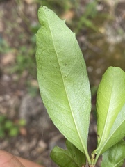 Graptophyllum excelsum