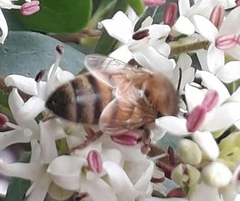 Apis mellifera
