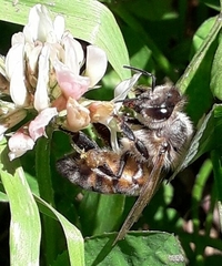 Apis mellifera