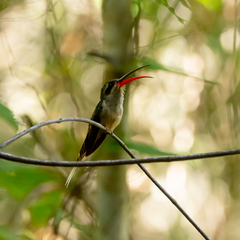 Phaethornis malaris margarettae
