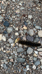 Hemileuca eglanterina