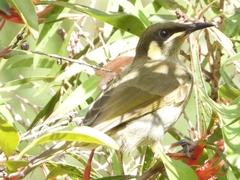 Meliphaga notata