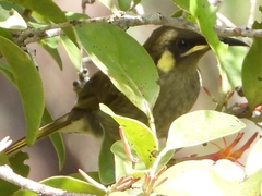 Meliphaga notata